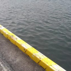 何とか、一匹です!