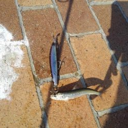 イワシ大量ですが・・・。