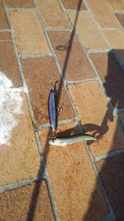 イワシ大量ですが・・・。