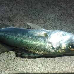 浜名湖　アジング