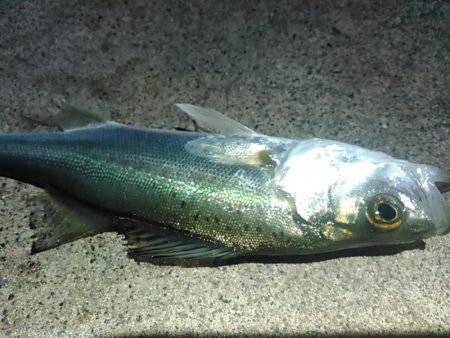 浜名湖　アジング