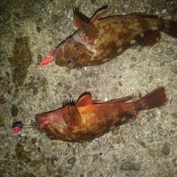 ロックフィッシュ