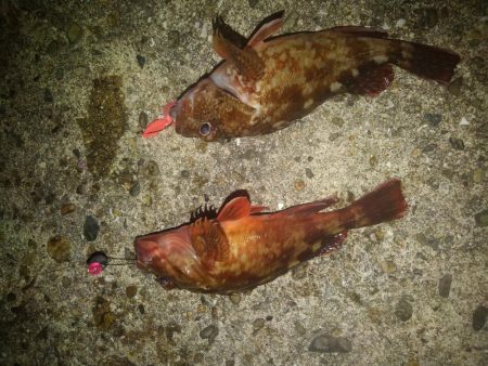 ロックフィッシュ