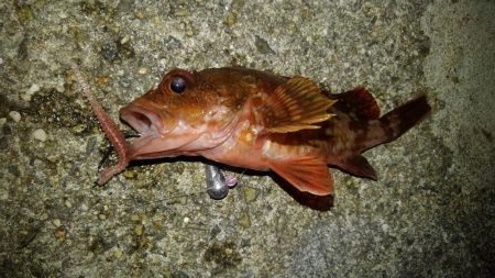 ロックフィッシュ