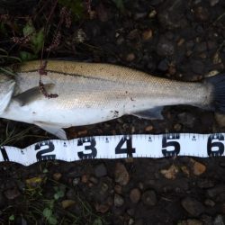 リバーシーバス