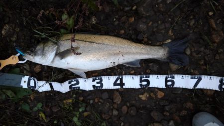 リバーシーバス