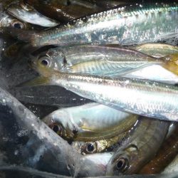 久しぶりのサビキ