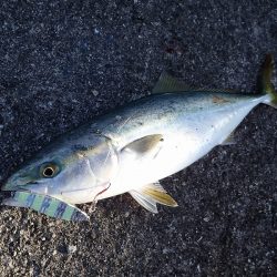 夕方の青物ラッシュ(^^)