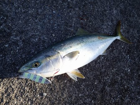 夕方の青物ラッシュ(^^)