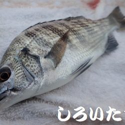 今日はいろいろ釣れた。