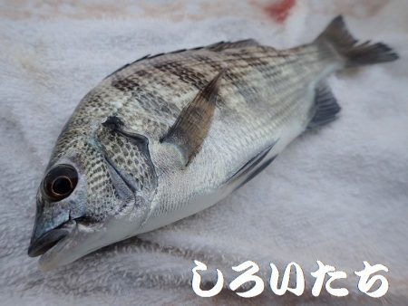 今日はいろいろ釣れた。