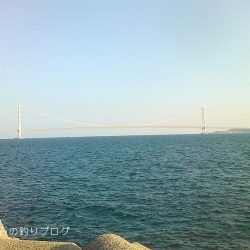 今季初!泳がせでアオリイカゲット!