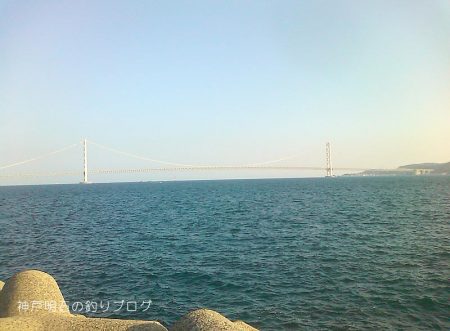 今季初!泳がせでアオリイカゲット!