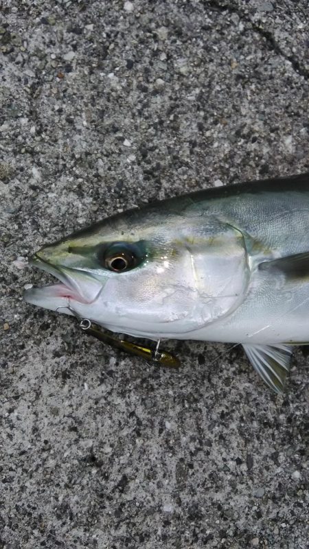 シーバス　夕方にゲット