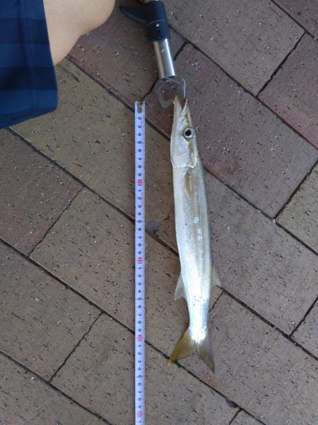 カマスカマスカマス