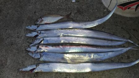 群れが変わったタチウオ。