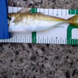 ジグサビキでハマチ!