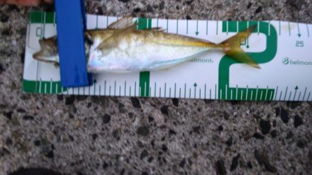 ジグサビキでハマチ！