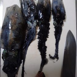 ヨルイカエギング