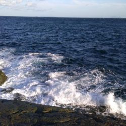 ハマチ75センチ