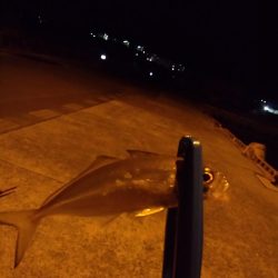 アジングと泳がせ