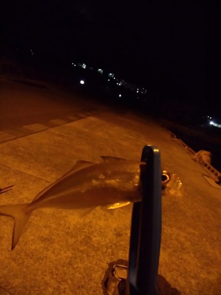 アジングと泳がせ