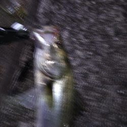 マイワシーバス