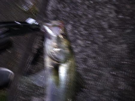 マイワシーバス