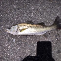 シーバス　マイワシパターン