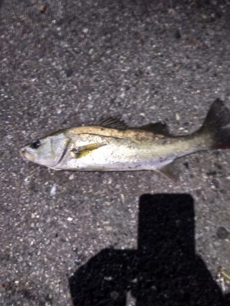 シーバス　マイワシパターン