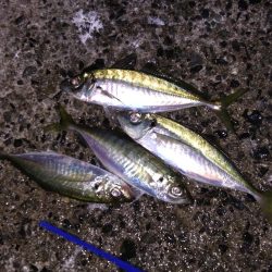 尺には届かんか…