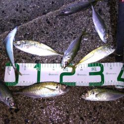 脂ノリノリアジ