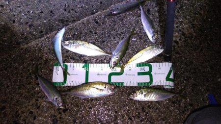 脂ノリノリアジ