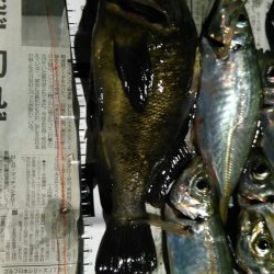 週末、釣り人（エギング）多いですね。