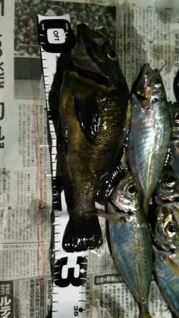 週末、釣り人（エギング）多いですね。