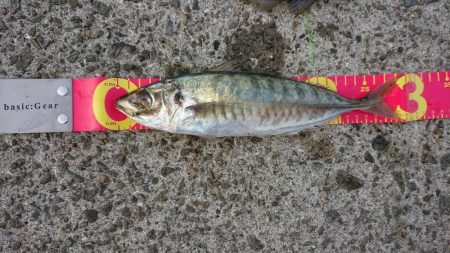 アオリ、アジ、タッチー