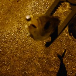 ラインメンディング