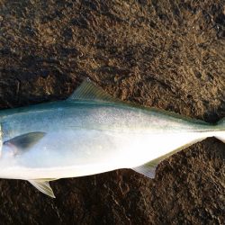 本命ヒラマサは確保できませんでしたが。