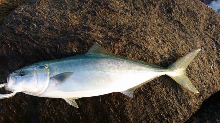 本命ヒラマサは確保できませんでしたが。