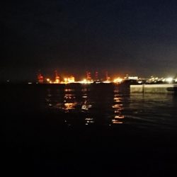 タチウオ少ない