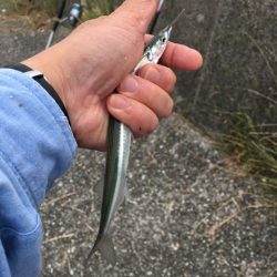 武庫川尻でアジとサヨリ爆釣