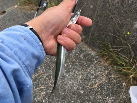 武庫川尻でアジとサヨリ爆釣