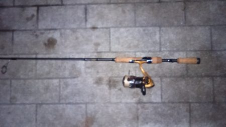 シーサイドコスモが釣れてると言う事で