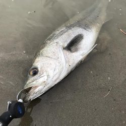 これは、シーバスが来てるで