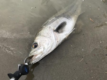 これは、シーバスが来てるで