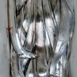 遊漁船 ニライカナイ 釣果