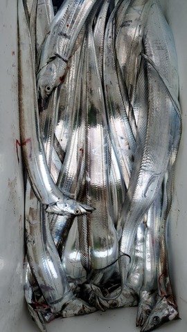 遊漁船 ニライカナイ 釣果