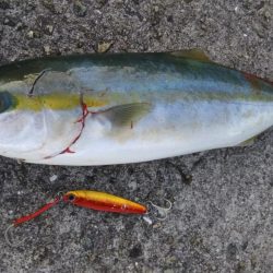 ハマチだらけ　　入れ食い