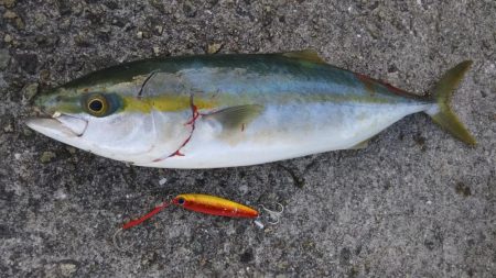 ハマチだらけ　　入れ食い