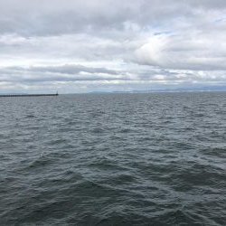 ツバスかなり減ってます